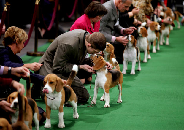Westminster Kennel Club dog show, 