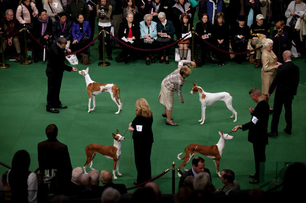 Ibizan Hounds are shown the ring 