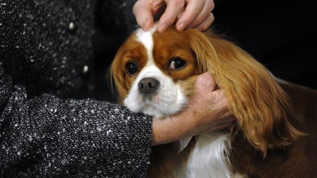 timothy-a-clary-cavalier-king-charles-spaniel-in-the-staging.jpg 