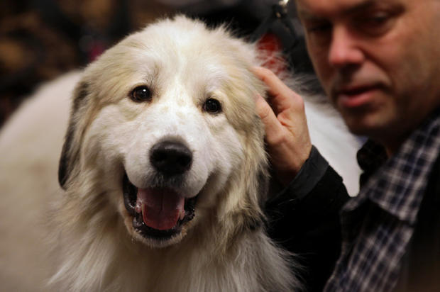 Bob Zeiss pets Maxwell Smart, a great pyrenees  