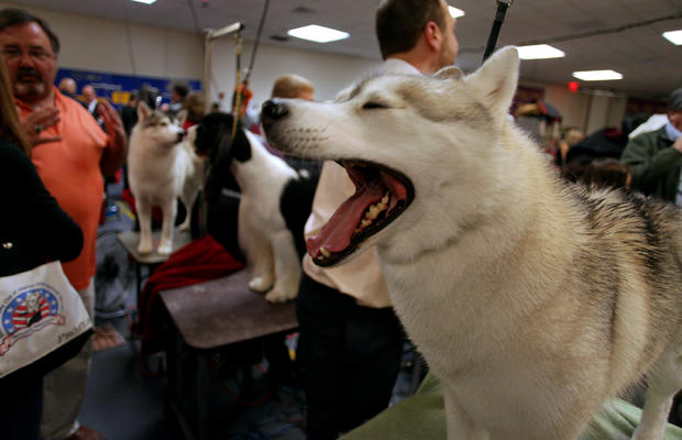 Winnie, a Siberian husky, is groomed before competition 
