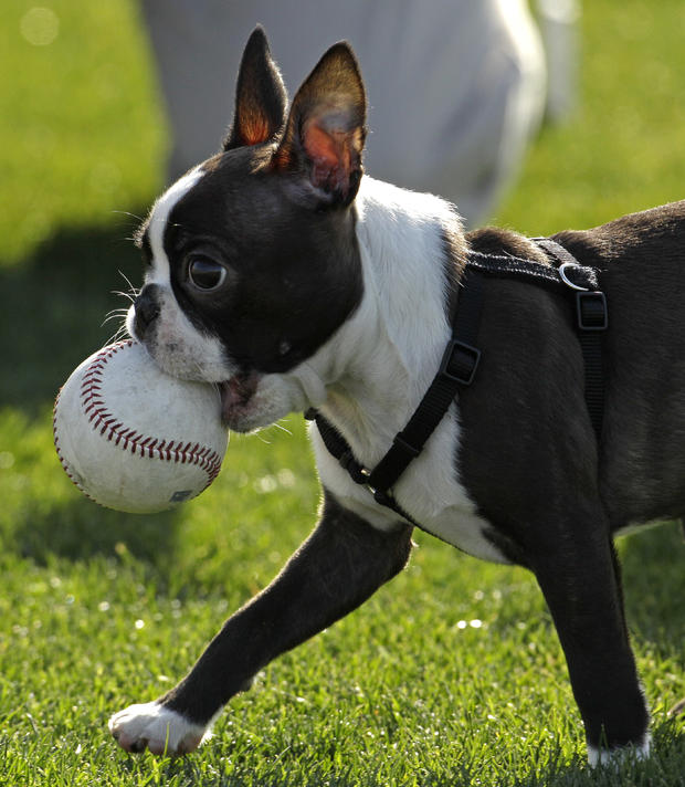 A dog belonging to Texas Rangers pitcher Tanner Scheppers carries off a baseball  