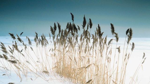 winter-wheat.jpg 