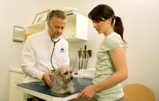 Dog with VEt 