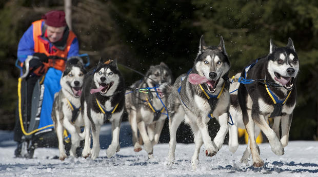A musher competes with his sled dogs in the 22nd International Sled Dog Race  