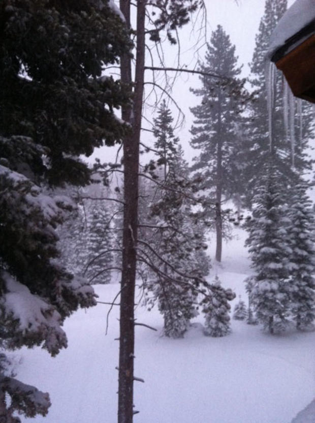 snow-falling-on-trees-in-truckee.jpg 