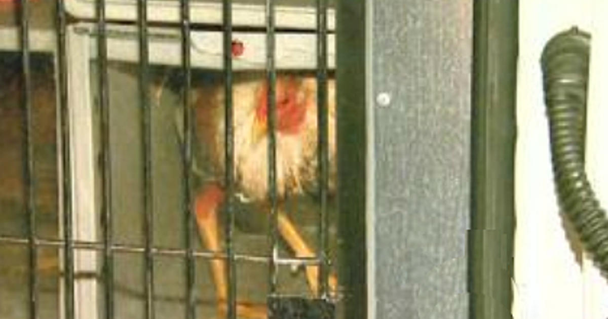 100 Birds Rescued From Alleged Cockfighting Ring In Hunting Park Cbs Philadelphia 