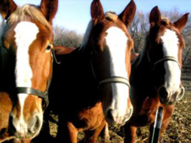 3/16/12 – Family &amp; Pets – Top Spots in Baltimore for Horseback Riding - 3 horse faces  