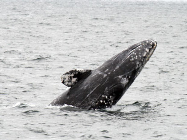 gray whale march6 