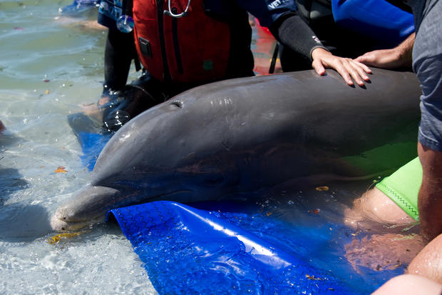 20120309_marco-island-seymour-dolphin-rescue_241.jpg 