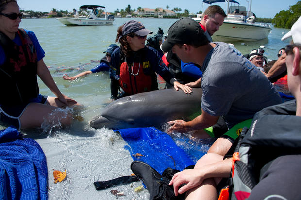 20120309_marco-island-seymour-dolphin-rescue_25.jpg 