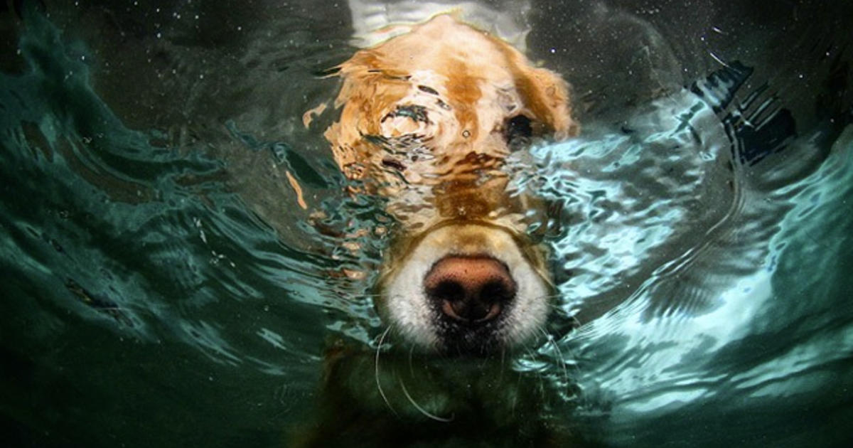 can dogs put their noses underwater