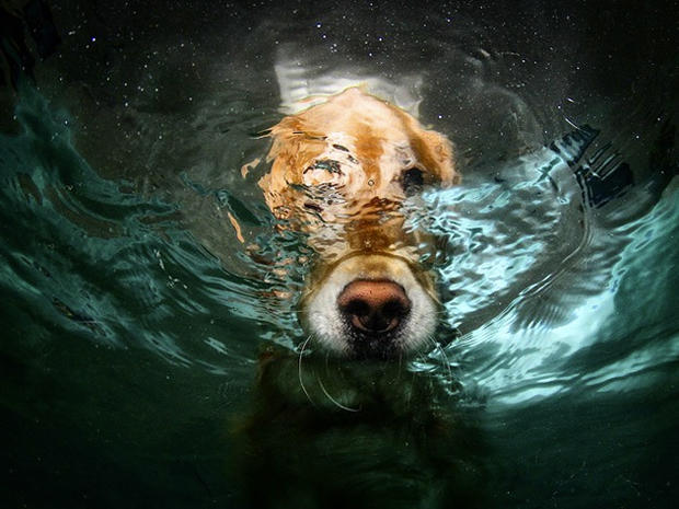Dogs-Underwater-015.jpg 