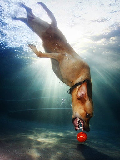 "Underwater Dogs" photos go viral and a book