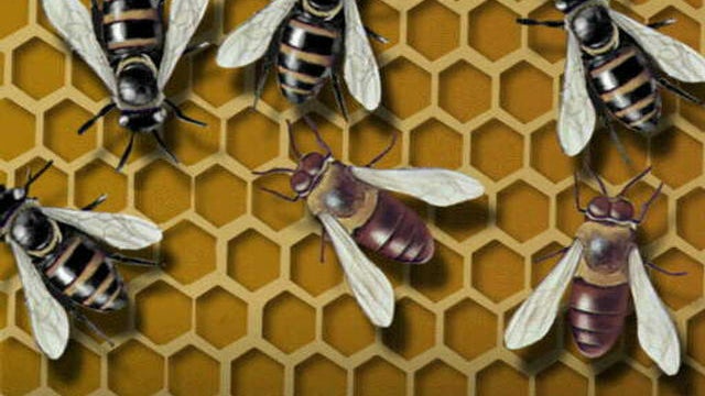 bee_hive.jpg 