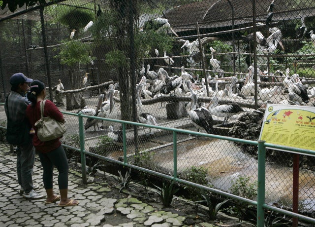 SurabayaZoo_AP120307061487.jpg 