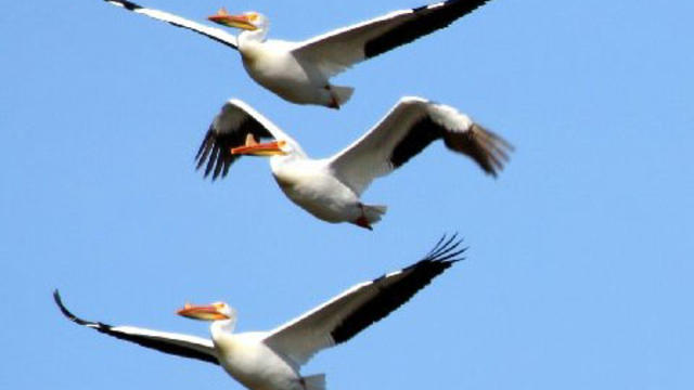 pelicans-0315.jpg 