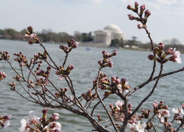 CherryBlossoms_141394094.jpg 