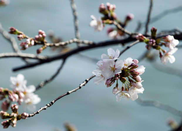 CherryBlossoms_141392501.jpg 