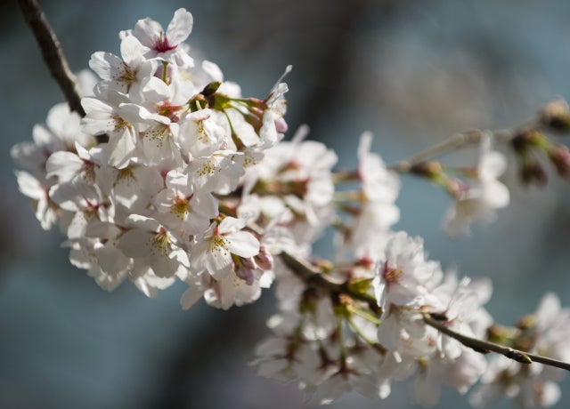 CherryBlossoms_141392519.jpg 