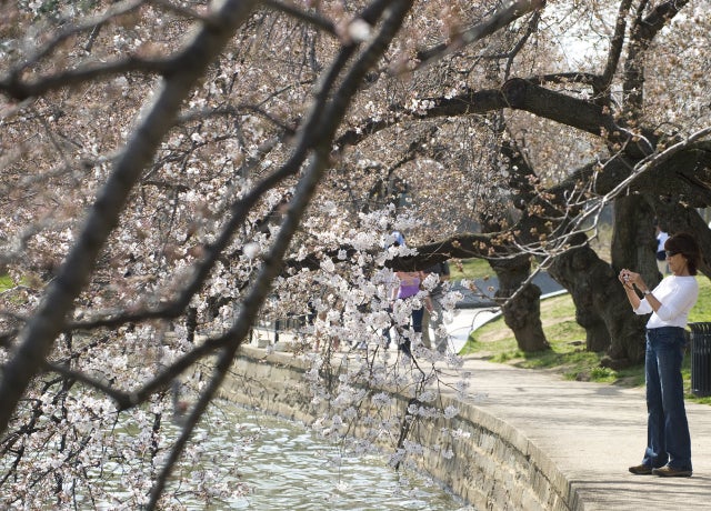 CherryBlossoms_141392535.jpg 