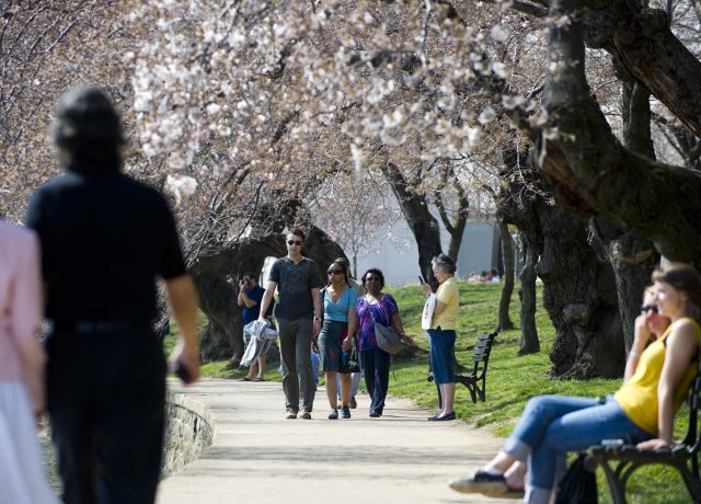 CherryBlossoms_141392479.jpg 
