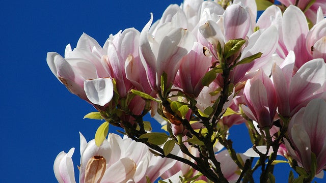 magnolia_blossoms.jpg 
