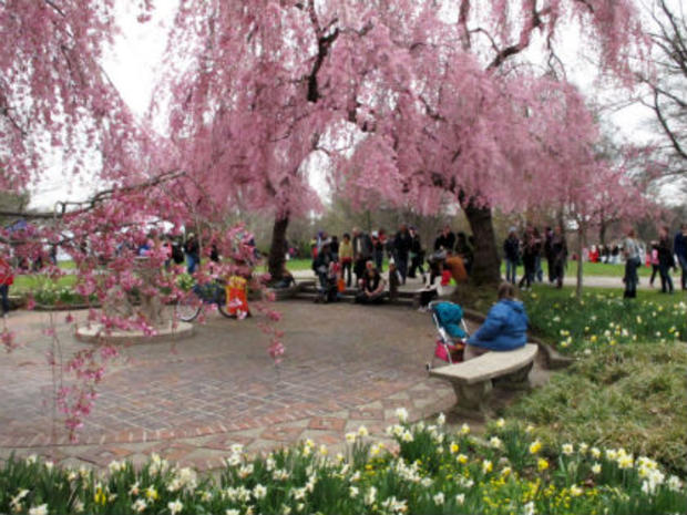 Cherry Blossom Fest 