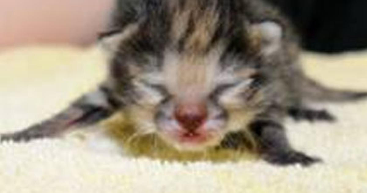 Black-Footed Cat Born, Hand-Reared At Brookfield Zoo - CBS Chicago