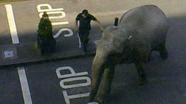 In this image taken from amateur video, showing zoo keepers trying to guide an elephant away from a coffee shop and to stop it rampaging through the streets of Blackpool, County Cork, Ireland, on March 27, 2012.  