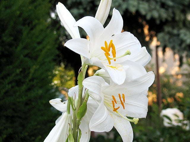 7 Easter treats that might kill your cat or dog