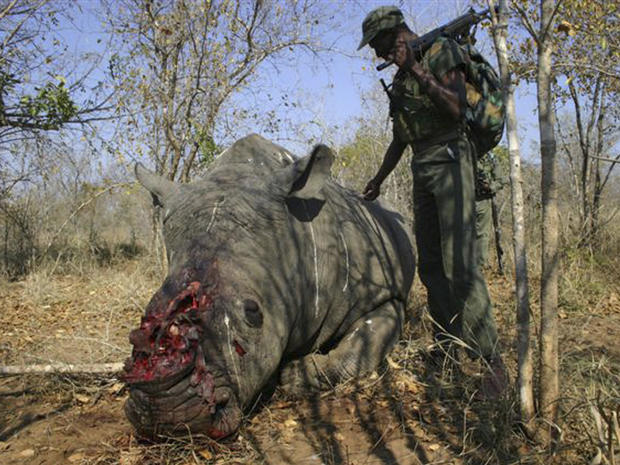 The corpse of a slaughtered rhino 