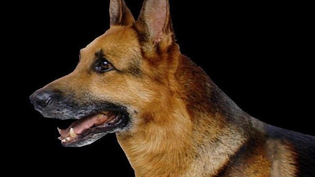 2_police_dog.jpg 