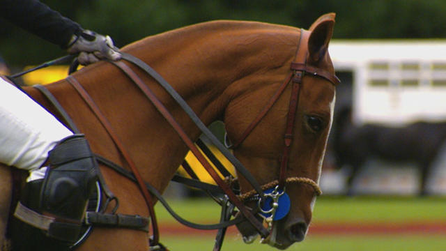 polo_640x480.jpg 