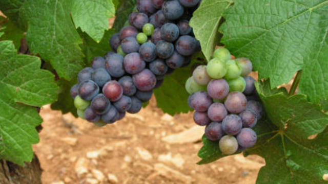 wine-grapes.jpg 