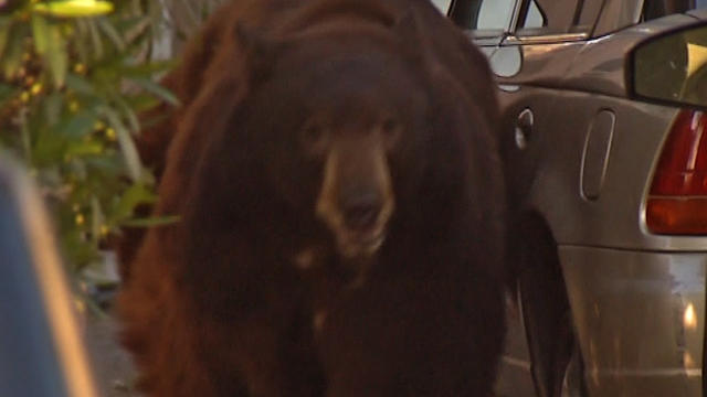 Glendale black bear 