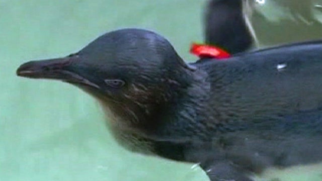 penguin stolen returned 