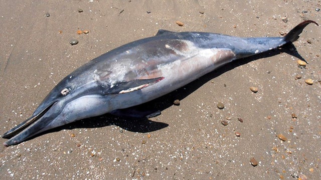 A dead dolphin lies on a beach on the northern coast of Peru close to Chiclayo, Peru, March 27, 2012. 