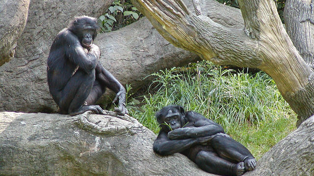 bonobos.jpg 