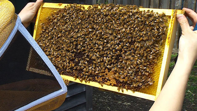 beekeeping-generic.jpg 