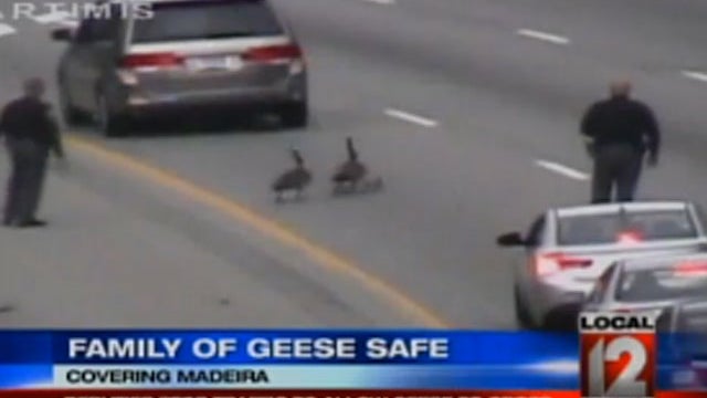geese-meeet-police.jpg 