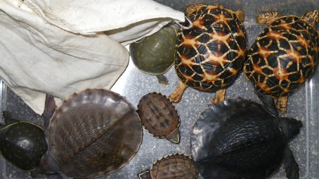 turtles_story.jpg 