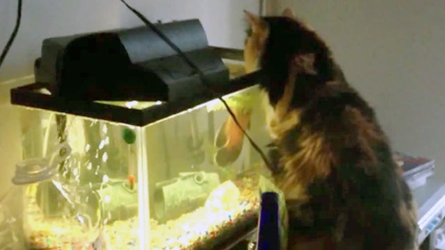 Cat_vs_Fish_copy.jpg 