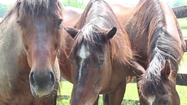 Horses Behind Bars 