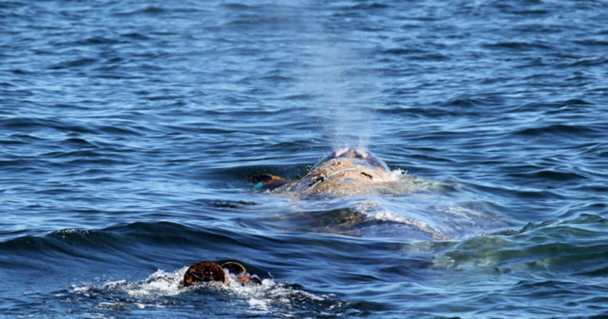 Fishermen Free Tangled Whale That Went Missing - CBS News