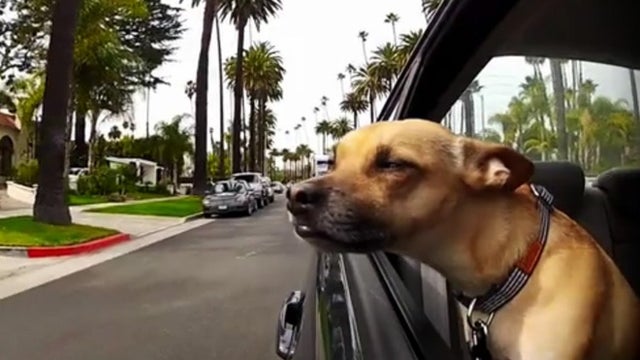 dogsincars.jpg 