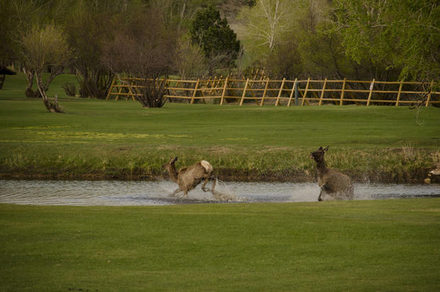elk-playing-in-the-water-at-9-hole-golf-course_photosbymarsha_.jpg 