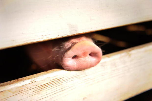 A pig pokes his snout through the rails 