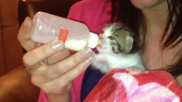 Kitten_Bottle_copy.jpg 