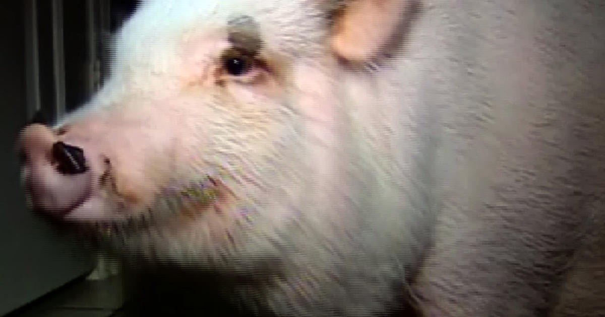 12 new swine flu cases prompt CDC warning on state fair safety - CBS News